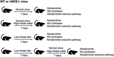 High nitrate levels in skeletal muscle contribute to nitric oxide generation via a nitrate/nitrite reductive pathway in mice that lack the nNOS enzyme